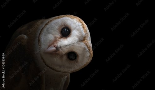 Common barn owl ( Tyto albahead ) close up - 901157933