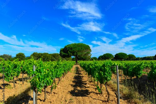 Des champs de vigne pour le raisin et le vin de l'Ile de Porquerolles en mediterranée au large de Hyeres en France