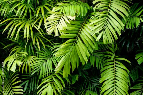 Tropical jungle nature green palm leaves on dark background in a garden - 901157948