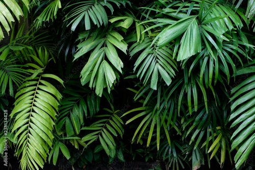 Tropical jungle nature green palm leaves on dark background in a garden - 901157947