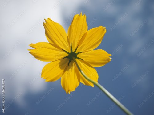Low Angle View Of Yellow Flowering Plant Against Sky