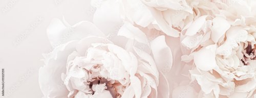 Pastel peony flowers in bloom as floral art background, wedding decor and lux... - 901157910