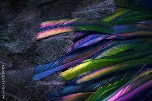Close up photo of shimmered feathers of paradise bird. Abstract background with black fluff and colorful plumage.