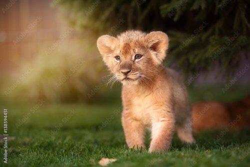 Young lion cub in the wild - 901157908