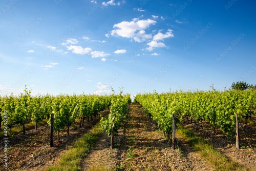 Landscape and vineyard in spring for harvesting grapes and making wine.