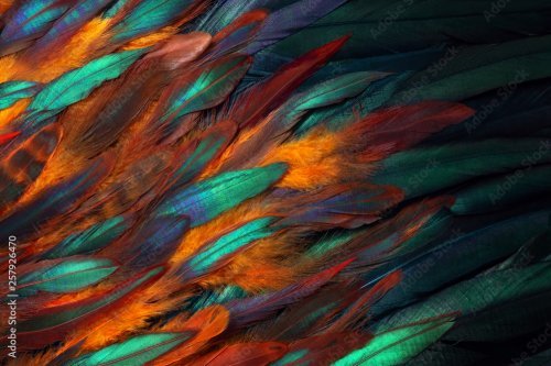Photo en gros plan colorée de plumes de poulet. Couleurs chatoyantes de l'aile. - 901157936