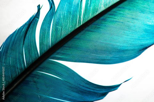 Turquoise feather of an angel, isolated background - 901157934
