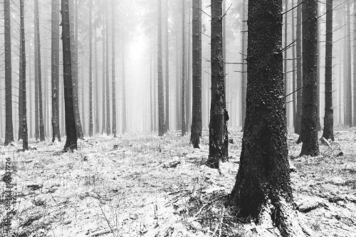 Verschneiter Nebelwald
