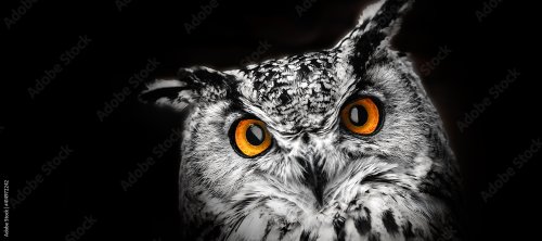A close look of the eyes of a horned owl on a dark background. - 901157932