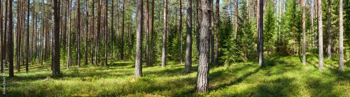 Summer forest panorama - 901157974