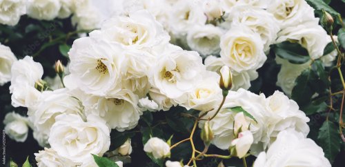 Roses tressées touffues blanches dans le jardin - 901157979