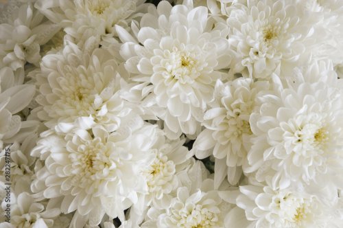 Chrysanthemum, bouquet of flowers. - 901158013