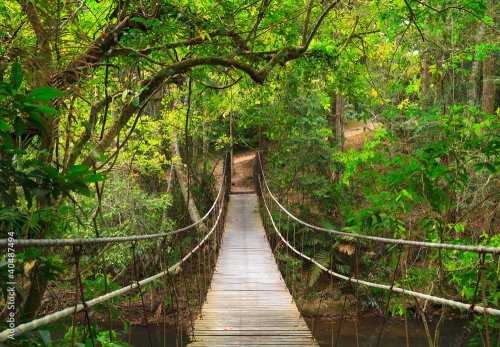 Bridge to the jungle,Khao Yai national park,Thailand - 900242197
