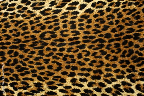 Texture de léopard - 901158037