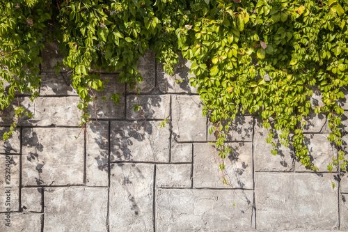 Natural background, leaves and textures of the concrete brick and stone wall.... - 901158099