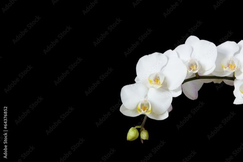 Orchid Flowers on black background - 901158070