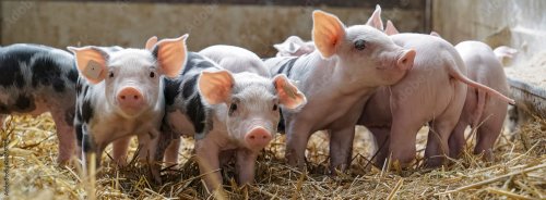 Cute piglets in straw enclosure - 901158115