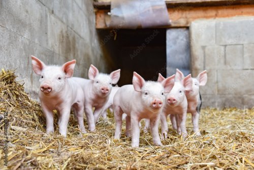 Cute - group of young piglets in straw