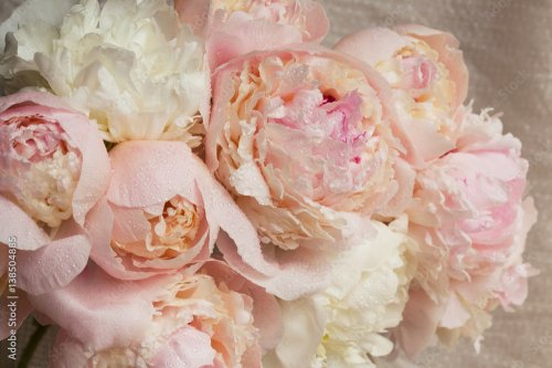 Bouquet of light white-pink peony flowers