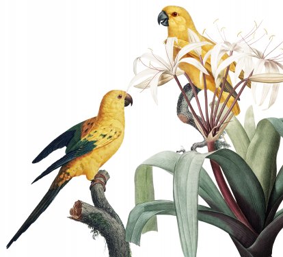Exotic parrots jungle - 901158270