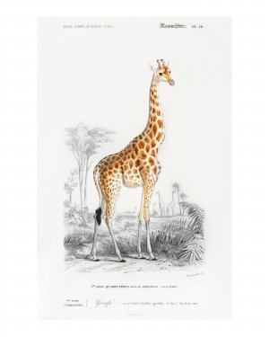 Standing giraffe vintage illustration wall art print and poster design .
