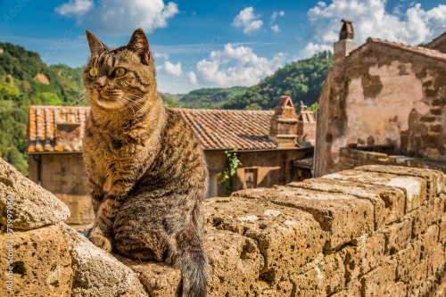 Chat curieux sur le mur de pierres de la ville de Toscane en Italie - 901158292
