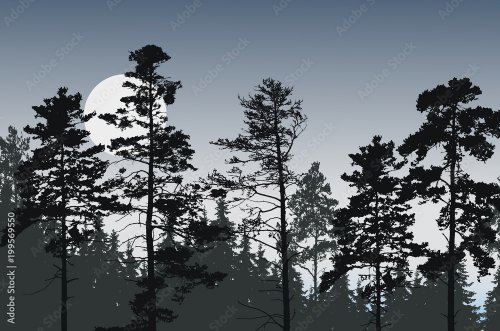 Tree peaks of coniferous forest under night sky with full moon or sun - 901158322