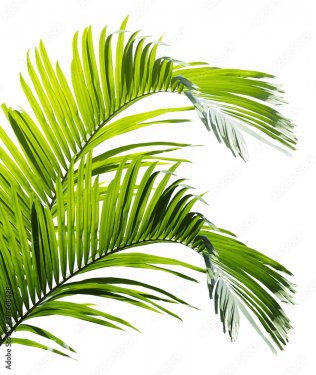 Feuille de palmier verte isolée sur fond blanc - 901158360