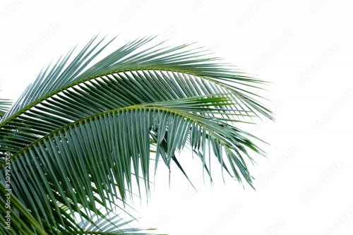 Coconut leaves with branches on white isolated background for green foliage - 901158361