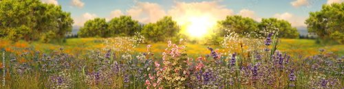 fleurs sauvages au coucher du soleil estival - 901158353
