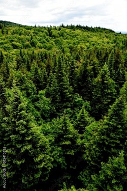 Une forêt de résineux en été, Saint-Aubert, Québec, Canada par Claude Laprise - 901158341