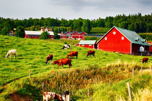 Ferme ancienne et cottages rouges dans la campagne rurale, pâturage du bétail - 901158386