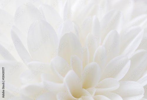 White flower as background