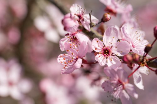 Fleurs d'arbre au printemps - 901158381
