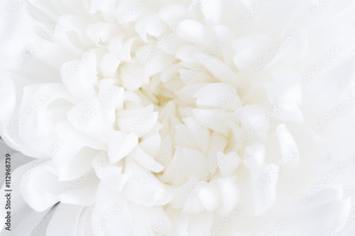 White flower closeup - 901158403