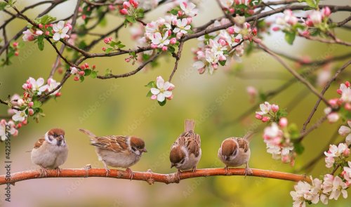 Little funny birds and birds chicks sit among the branches of an apple tree  - 901158409