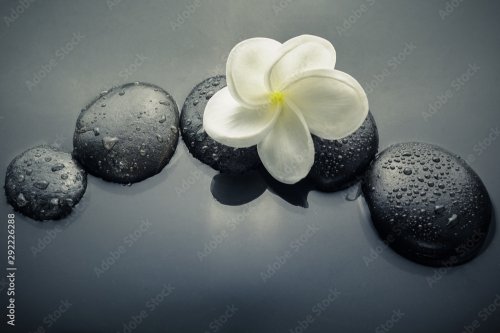 pierres zen brillantes avec gouttes d'eau et fleur de plumeria - 901158484