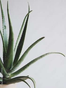 Plant d'aloes
