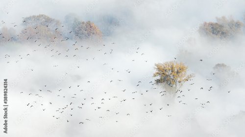 The migration over the foggy forest - 901158545