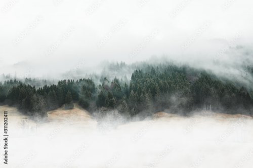 Moody forest landscape with fog and mist - 901158548