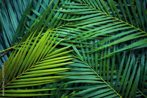 Closeup nature view of palm leaves - 901158521