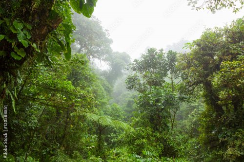 Misty rainforest in Monteverde cloud forest reserve - 901158557