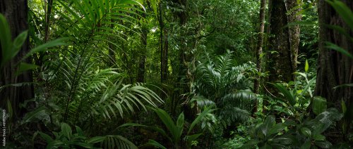 Tropical rain forest in Central America - 901158556