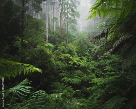 Forêt tropicale luxuriante avec brouillard matinal - 901158554