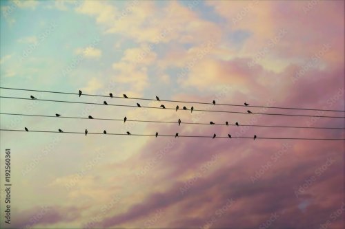 31 Swallows on the Wires - 901158684