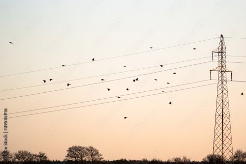 birds on wires - 901158683