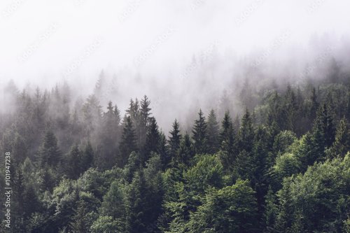 Forest near a mountain covered in fog