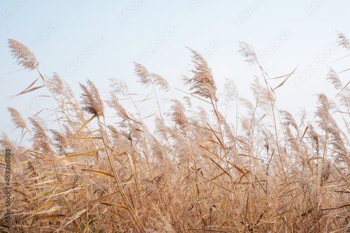 Brown pampas grass close-up, natural textures and background