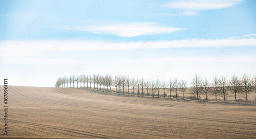 Paysage d'un champs avec lignée d'arbres